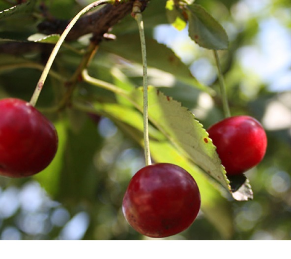 CONFETTURA DI VISCIOLE IN VETRO 220G - SIGI - immagine 2
